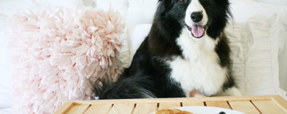 وصفات طعام الكلاب : 5 وصفات شهية في اكل الكلاب المنزلية