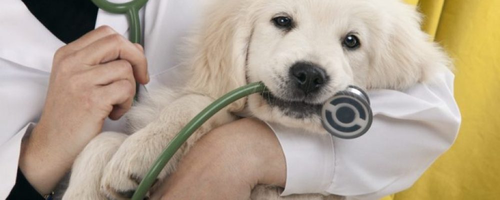 كيفية اخذ العينة من الرئة عند الكلاب