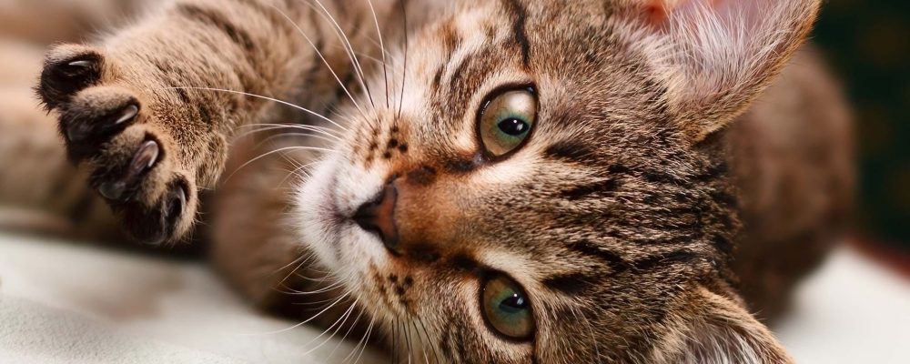 علاج فطريات القطط وأنواع الفطريات في قطتك بالتفصيل