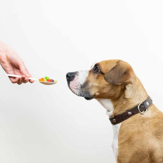 فوائد فيتامين (E) للكلاب المكون السحري لصحة كلبك