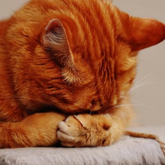 اضطرابات كيس الشرج عند القطط “معلومات شاملة”