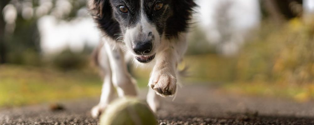 خلل نمو العظام عند الكلاب .. الاسباب والعلاج