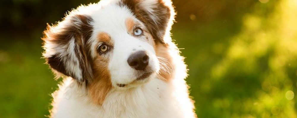 اسباب تركيب جهاز منظم ضربات القلب عند الكلاب ؟