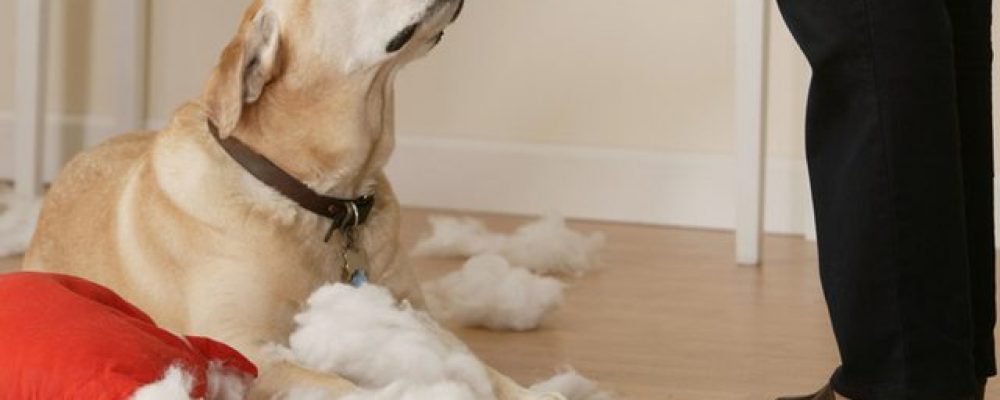 4 تصرفات خاطئة وكيفية تعديلها في سلوك الكلاب