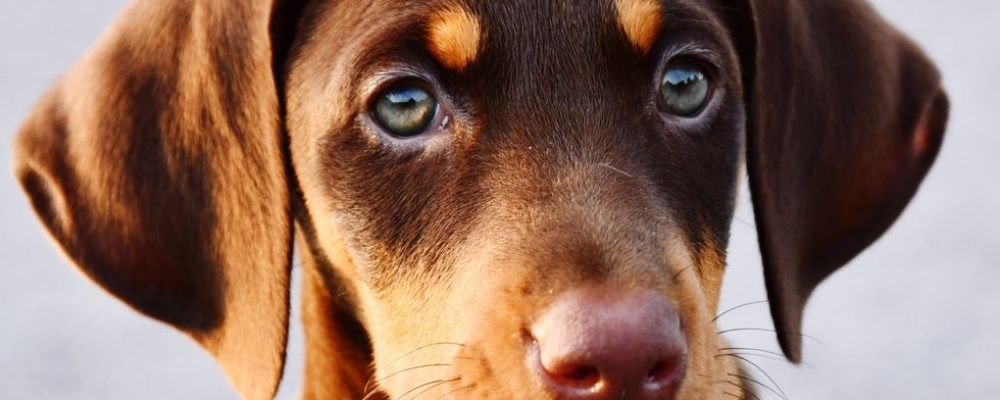 العلاج الطبيعى لعدوى الاذن عند الكلاب “علاج منزلى”