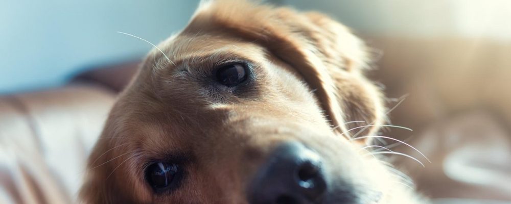 ماهى حساسية الطعام عند الكلاب اللابرادور ؟
