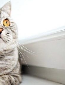 ما هو علاج مضادات الالتهابات عند القطط ؟