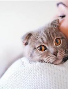 الجراحة الترميمية عند القطط “معلومات شاملة”