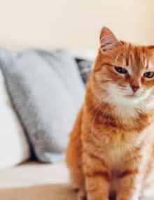 ماذا تعرف عن داء الخلايا عند القطط “Cytauxzoonosis” ؟