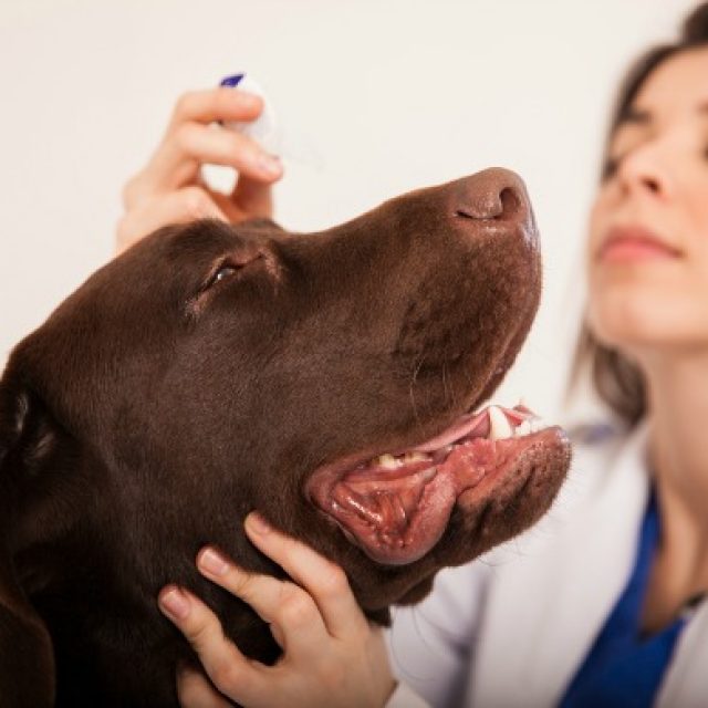 8 من أمراض عيون الكلاب الشائعة .. احذر منها