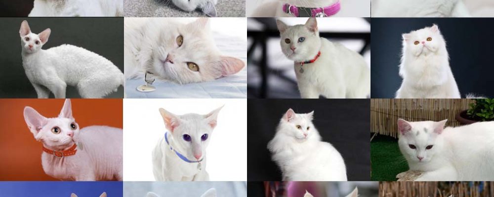 أنواع القطط البيضاء بالصور .. 15 نوع هل تعرفهم ؟