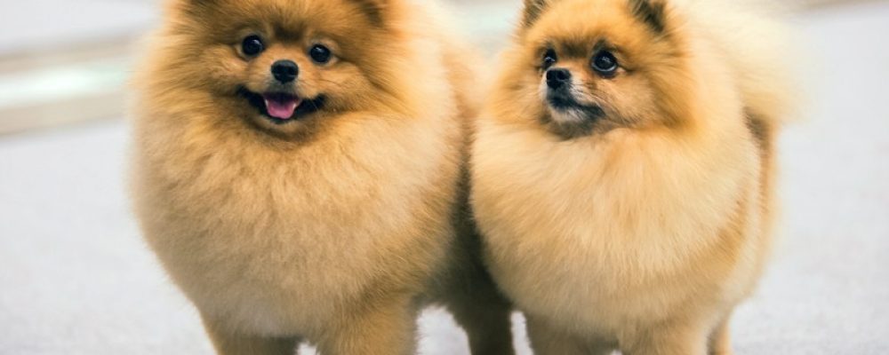 حقن الكلاب بهرمون النمو “تعرف على الاجراءات”