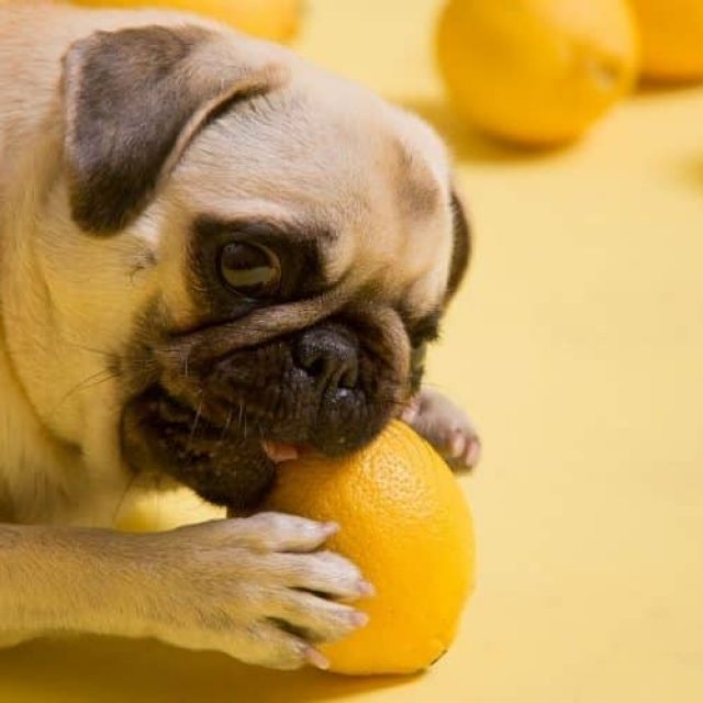 تسمم الليمون عند الكلاب