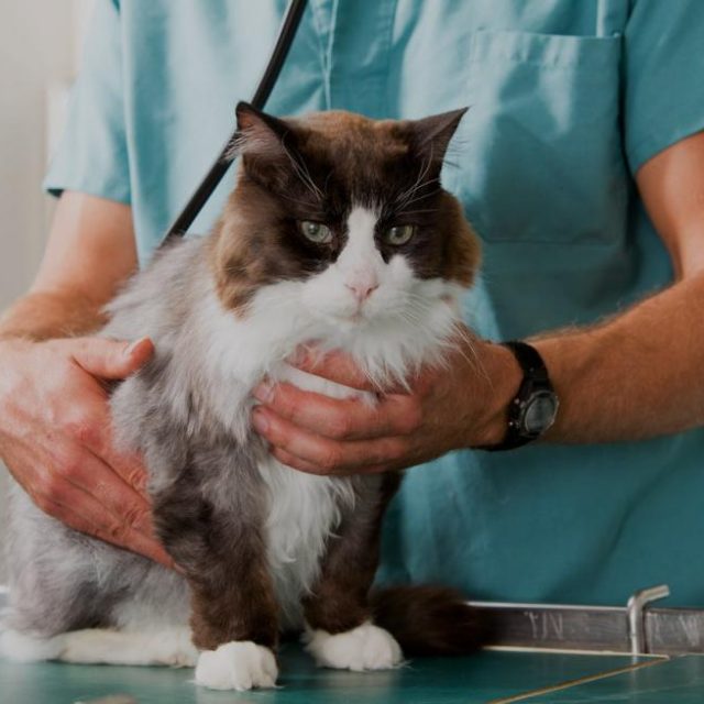 جراحة المثانة عند القطط .. الأسباب والخطوات