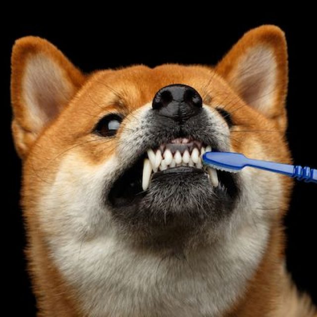 علاج تسوس الاسنان عند الكلاب ومدى فاعليته