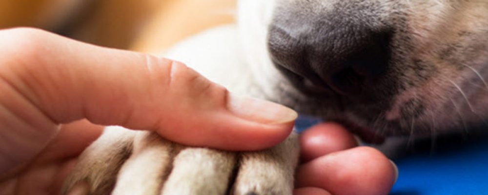 التهابات جلد القدم عند الكلاب “مقال شامل”