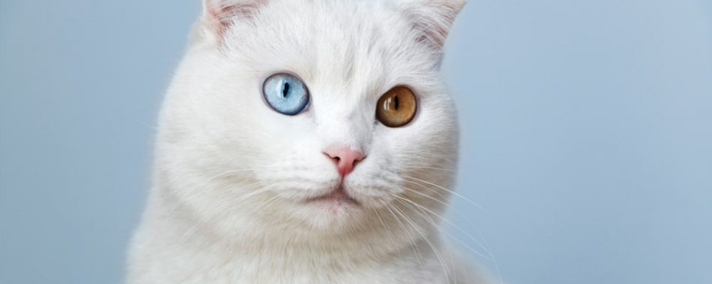 استئصال عدسة العين عند القطط ومدى خطورتها