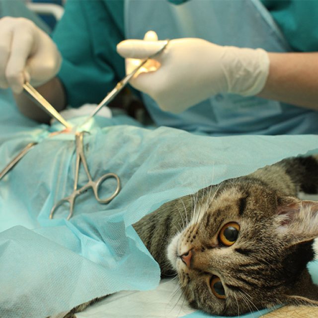 اجراءات عملية استئصال الغدد اللعابية عند القطط
