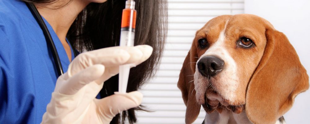 الأعراض بعد تطعيم القطط والكلاب وكيف يمكن تجنبها ؟