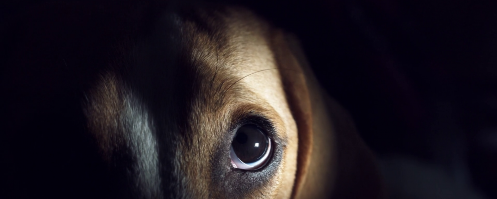 هل تستطيع الكلاب الرؤية في الظلام ؟ اعرف الاجابة