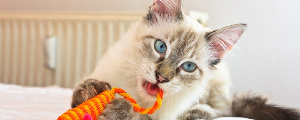 أسباب و علاج القئ عند القطط