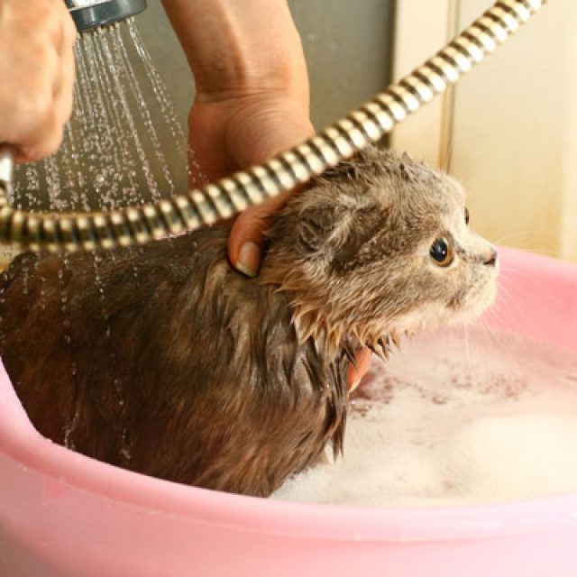 طريقة استحمام القطط بالتفصيل في كافة مراحل عمرها