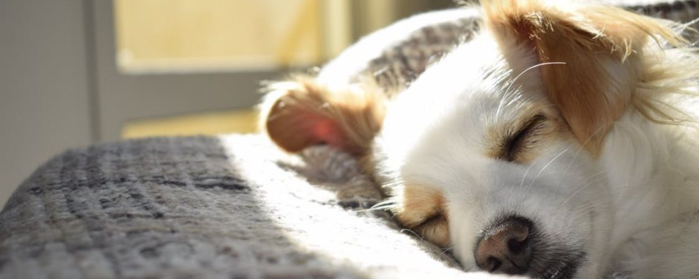 علاج اضطرابات عنق العمود الفقرى عند الكلاب