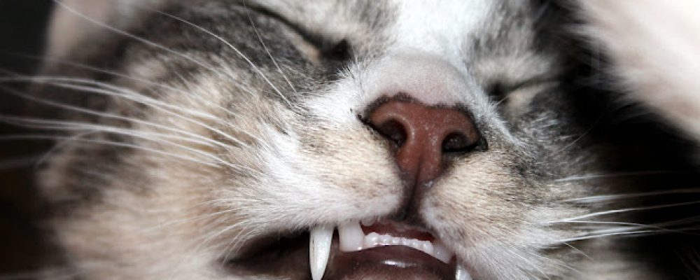 تجنب فقدان الاسنان عند القطط