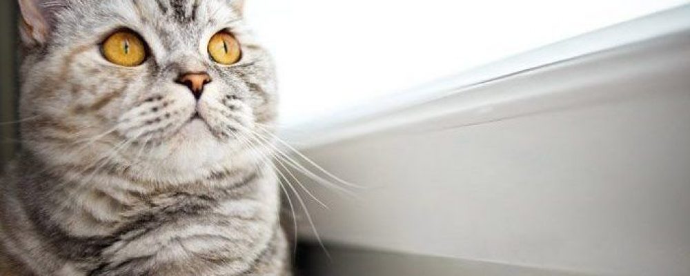 ما هو علاج مضادات الالتهابات عند القطط ؟