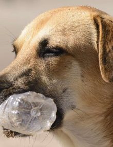 علامات حساسية البلاسيتك عند الكلاب