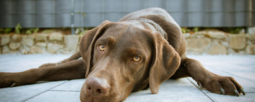 الأمراض الجلدية عند الكلاب وعلاجها : 4 مشاكل شائعة