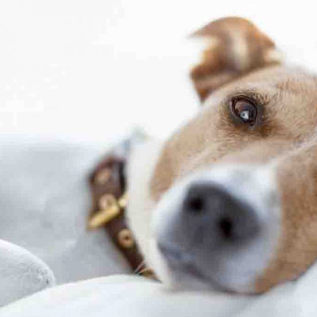 صديد الرحم عند الكلاب “البيومترا”