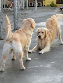 علامات السعادة في الكلاب: لماذا ينحني الكلب بساقيه الأماميتين؟