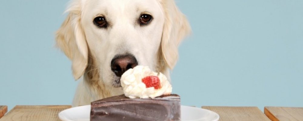 اجراءات علاج تسمم الشيكولاته عند الكلاب
