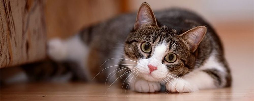 مشاكل القطط الذكور: حل مشكلة رش البول عند القطط الذكور