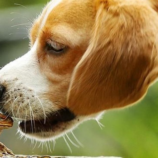 هل اكل الضفادع يسمم الكلاب ؟