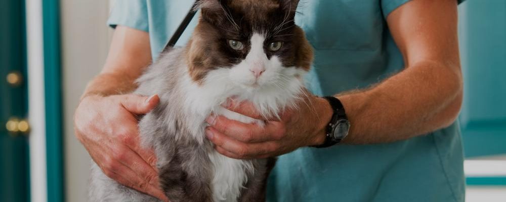 جراحة المثانة عند القطط .. الأسباب والخطوات