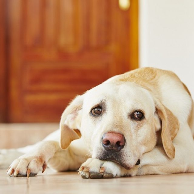 الجرح المثقوب عند الكلاب.. وكيف يهدد حياة الكلب ؟