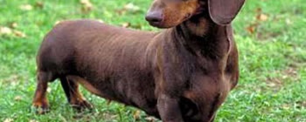 هل سمعت عن بدائل انزيمات البنكرياس فى الكلاب من قبل ؟