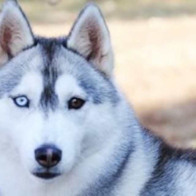 ازالة الانسجة من قرنية العين عند الكلاب “بالتفاصيل”