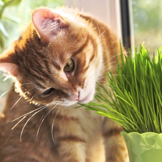 لماذا تأكل القطط العشب : 3 أسباب