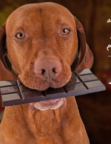 علاج تسمم الكلاب من الشوكولاتة