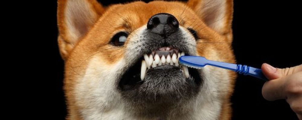 علاج تسوس الاسنان عند الكلاب ومدى فاعليته
