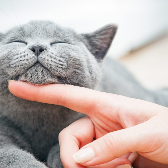 لماذا تصدر القطط أصوات غريبه ؟ قرقرة القطط وأسبابها