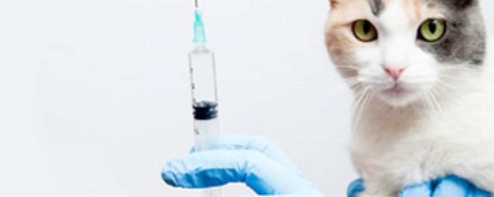 أسعار تطعيم القطط في مصر لعام 2017