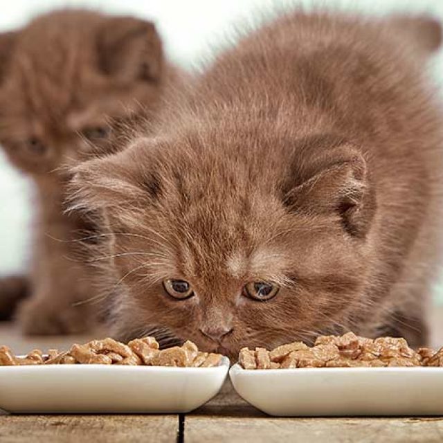 جدول طعام القطط الصغيرة من سن شهرين الى 6 أشهر