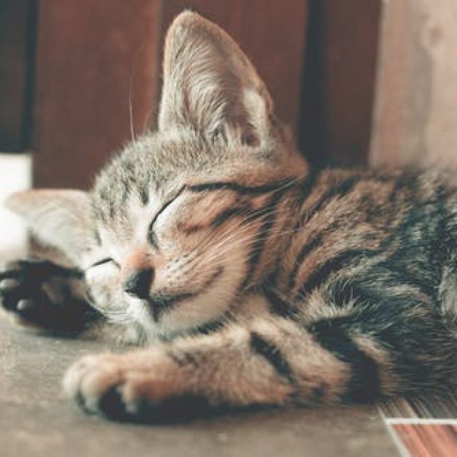 الشلل عند القطط “الاسباب والعلاج”
