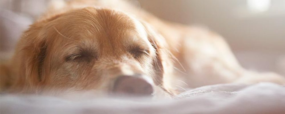 74 علاج اضطرابات الغدة الدرقية عند الكلاب