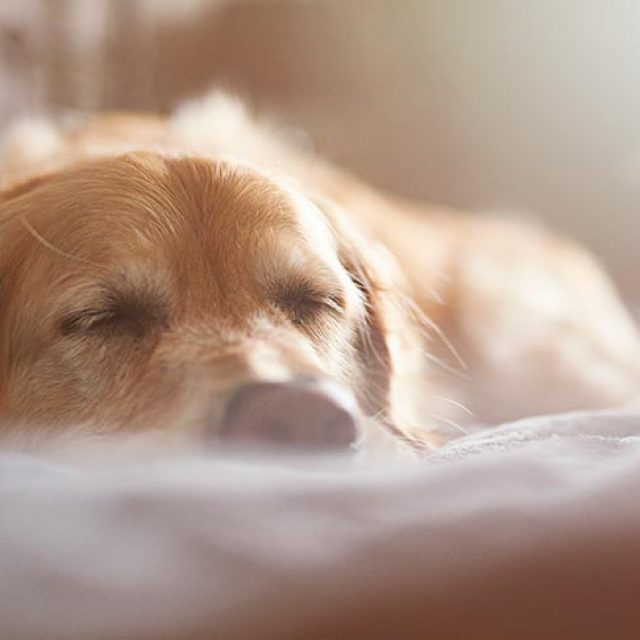 74 علاج اضطرابات الغدة الدرقية عند الكلاب