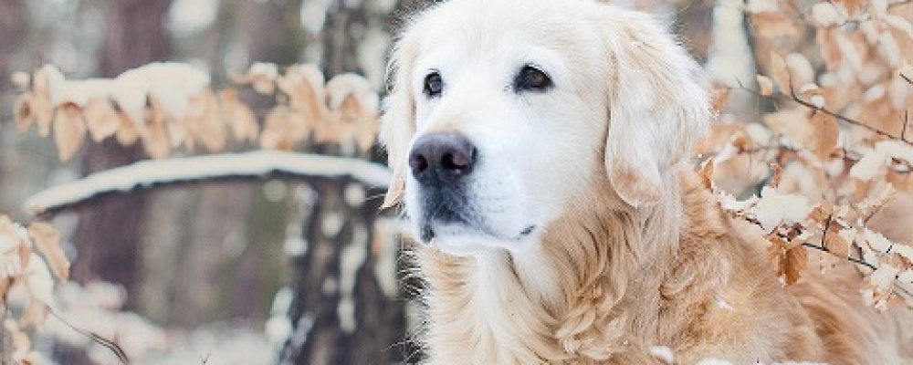 حساسية فصل الشتاء عند الكلاب واعراضها